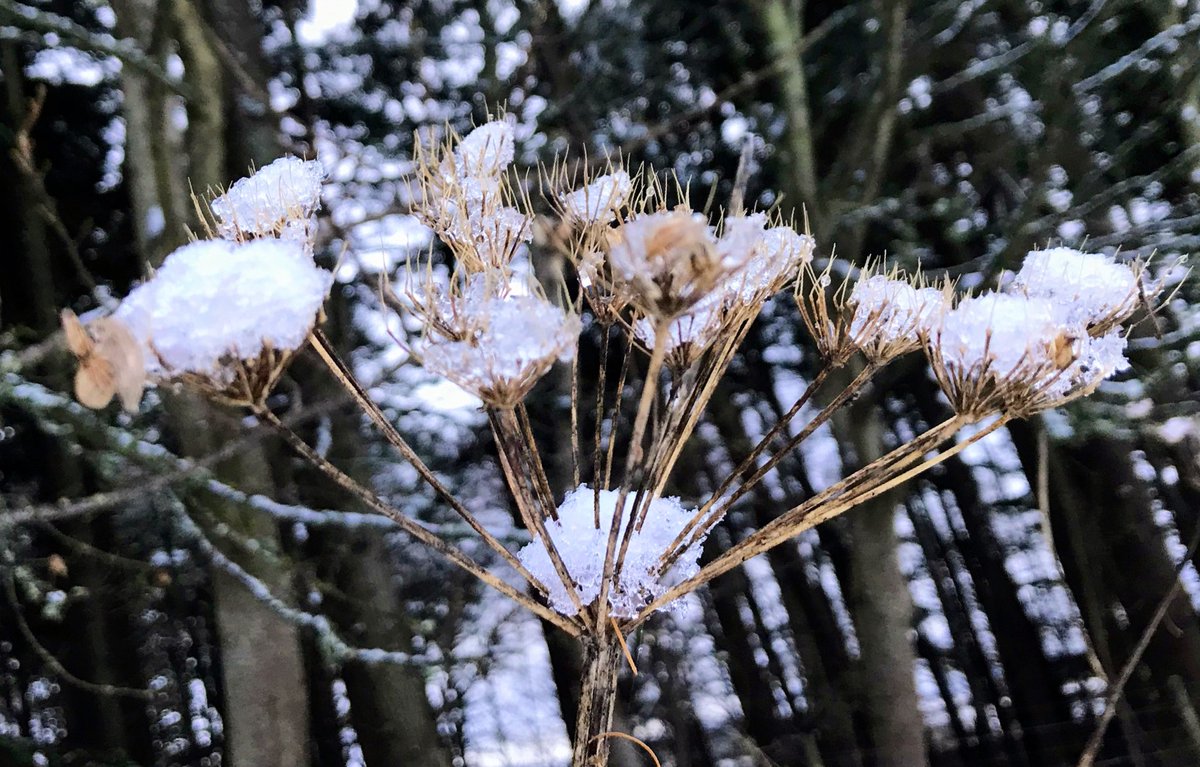 ⛄️Just rest a while, relax and melt… 💧 Winter is here🤍 #ThePhotoHour