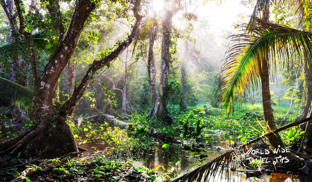 Worldwidettips's tweet image. Los Angeles cloud forest in costa rica

Read more 👉 lttr.ai/6XFl

#TinyCountryLocated #BestKeptSecrets #CenterPart #SanRamon #Worldwidetraveltips #Traveltips #Travel #LosAngelesCloudForestCostaRica #CloudForestLosAngelesCostaRica #CloudForestInCostaRica