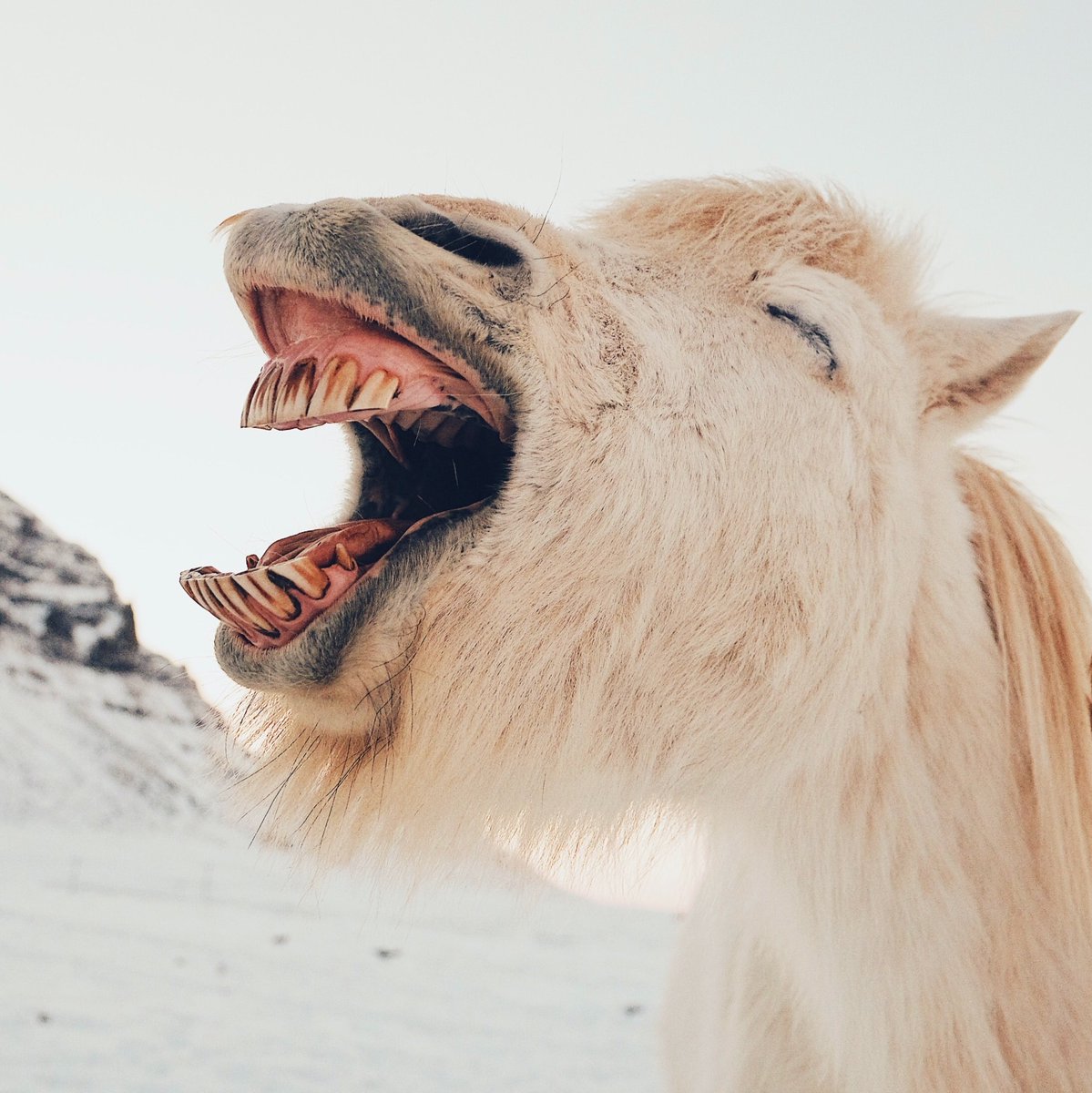 HappySteph74's tweet photo. Laughter is the best medicine! 

When you laugh, your body releases feel-good chemicals called endorphins. Releasing endorphins can help increase the body's natural painkilling response. This helps with chronic pain and can improve your mood. https://t.co/n9ldIi3s86
