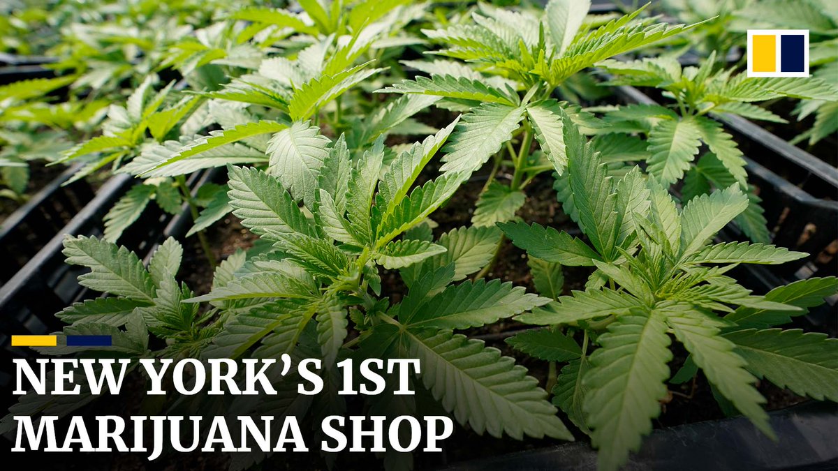 South China Morning Post on Twitter "The first licensed marijuana shop