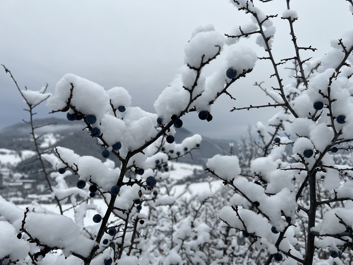 peter sorkovsky tweet media