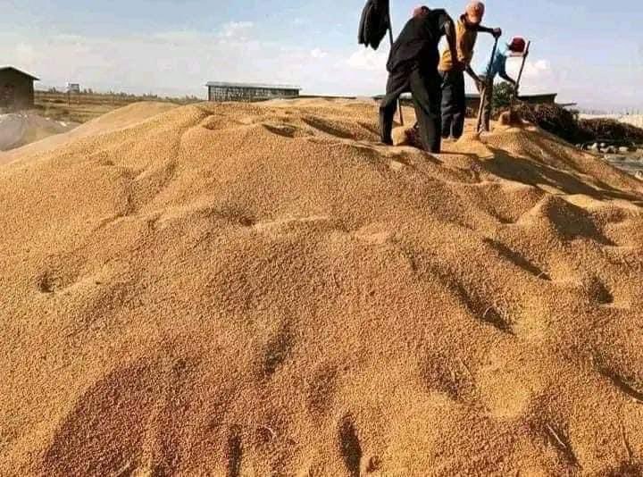 ShimelisAbdisa's tweet photo. The Future of Ethiopia: agricultural transformation 
With rainfed and irrigation we are expecting 61.4 million  and 38.8 million quintal of wheat respectively. Our great farmers and development agents are changing the course of Ethiopian history. No doubt we will export wheat!!! https://t.co/sp3fkcXWZ2