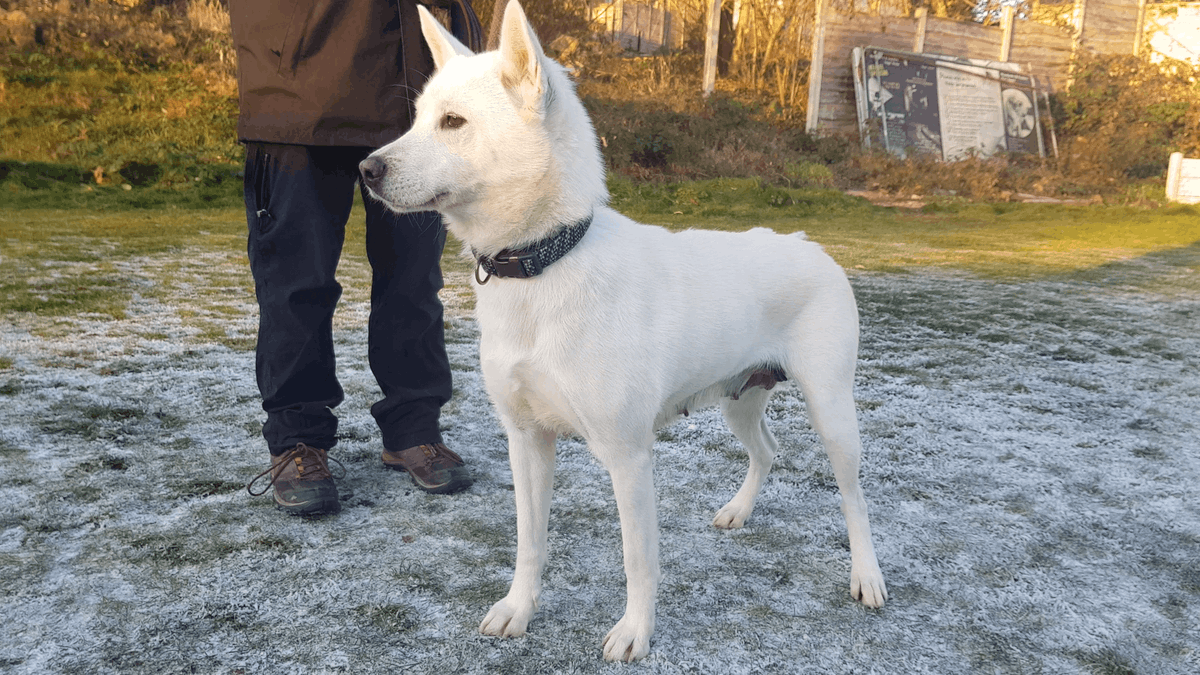 AdoptionsUk's tweet photo. Please retweet to help Lady find a home #MANCHESTER #ENGLAND 

Stunning Husky aged 3, looking for an experienced home. She can live with children aged 12+ and possibly with another dog 🐶✅

DETAILS or APPLY👇
https://t.co/pSqF5UvcY4………

#Husky #Huskies #dogs https://t.co/SE7p26MBlE