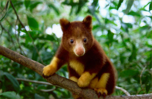 Golden-mantled Tree Kangaroos are critically endangered due to #palmoil #deforestation and #hunting. You can help them with a brand #Boycott4Wildlife on brands destroying their rainforest home! Find out more via <a href="/palmoildetect/">Palm Oil Detectives #BoycottPalmOil</a> palmoildetectives.com/2021/01/26/gol…