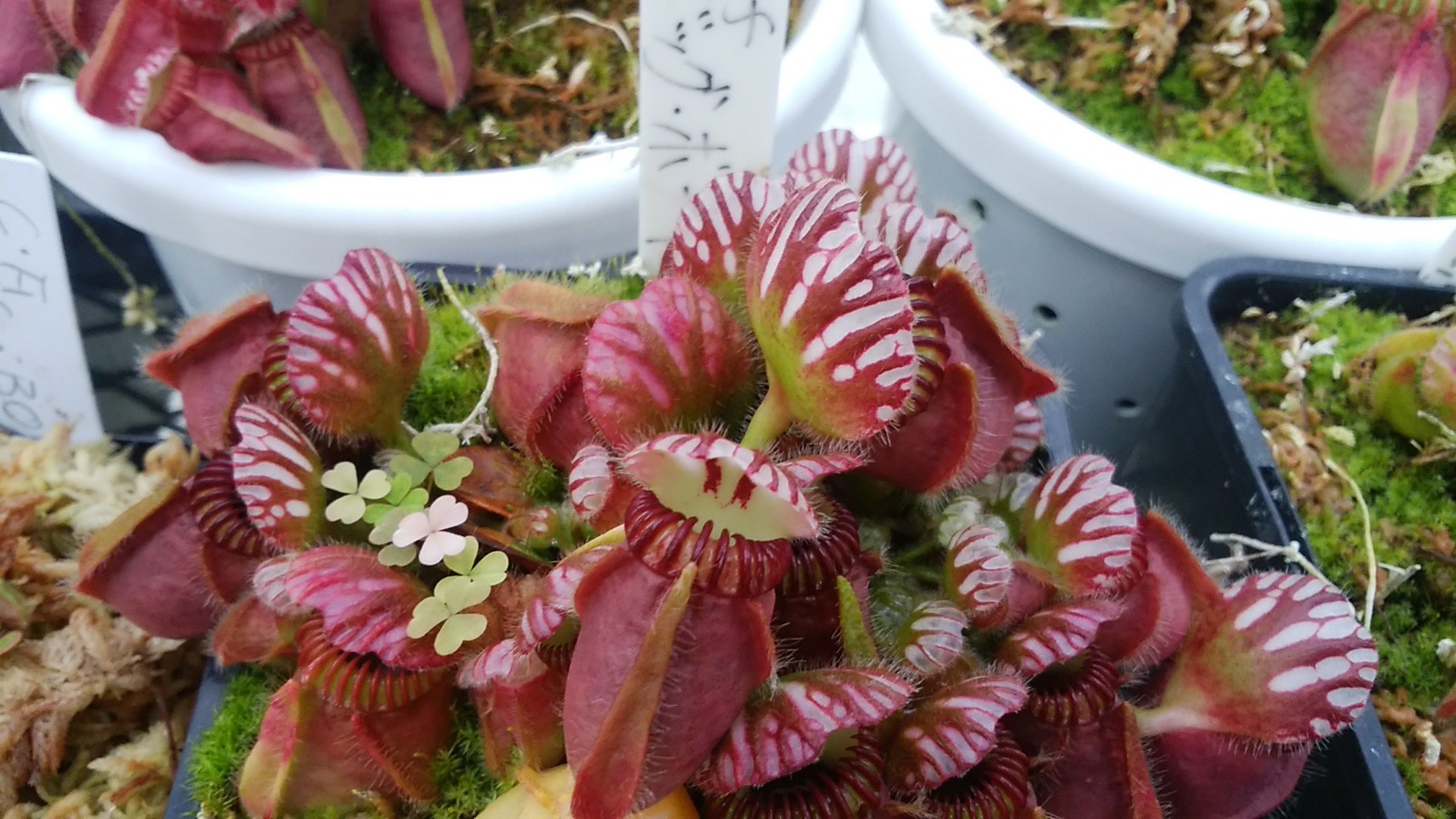 セファロタス Big Boy(ビッグボーイ) 食虫植物 - メルカリ