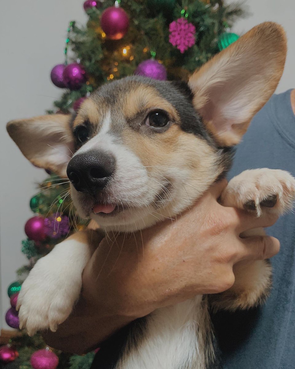 ongphoebee's tweet photo. hello! i have some pembroke welsh corgis pups here that needs rehoming asap ❤️ 

price is 50k negotiable :-) dm is key 💌

✅ 3 male &amp; 3 female
✅ vaccinated 3x
✅ updated deworming
✅ PCCI registered (on hand) 
✅ born Sept 14, 2022

rts are appreciated 🫶🏻 thank u! https://t.co/THQgcPsj8P