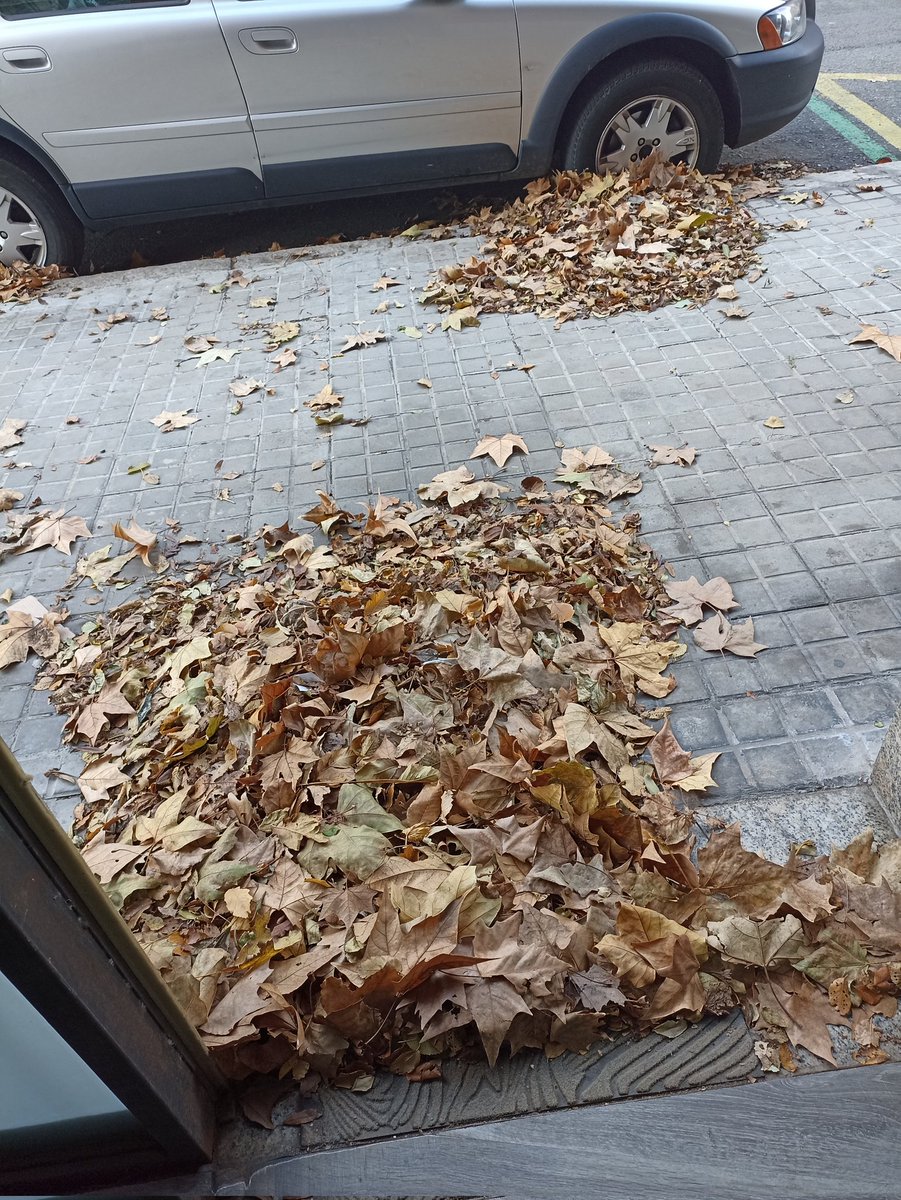 mercedine's tweet photo. Tres semanas sin barrer la Carrer Josep Sangenis en La Taixonera, de Barcelona. Los olores perrunos, tampoco son agradables. https://t.co/rhLZzbvacI