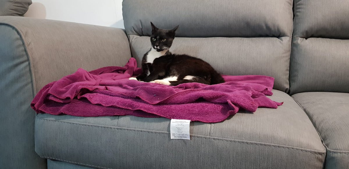 Isabel53813257's tweet photo. @Fiddle_Pub_Cat Also snoozing... on the new couch... #cats #tuxiegang https://t.co/AbNDW5P9tA