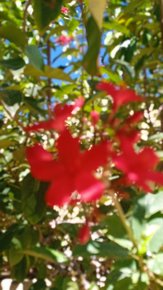 كلما رأيت هذا الجمال في الطبيعة أتت الحيرة تداهمني ، أقول ببالي لو أن هذا الجمال لم يكن سيفقد الكون جزئا فريدا منه حتما . 💕مساء الخير!