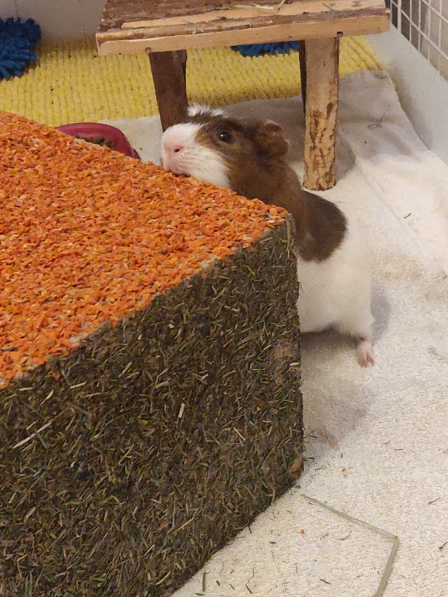 RoryTheGrump's tweet photo. Destroying things makes me less #grumpy 

#guineapig https://t.co/Yj3sNG4yRl