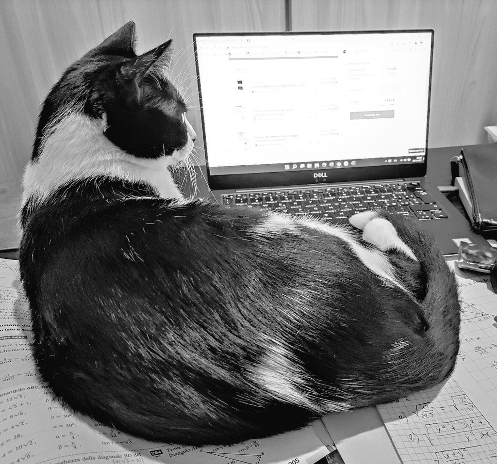 l_brigo's tweet photo. @CatWorkers https://t.co/CBkETPsVjM