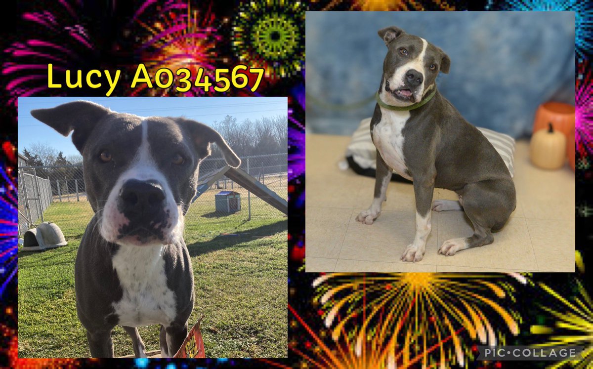 FBCASTX's tweet photo. More info can be found about them on our website https://t.co/Ryae7DFB9P

 #newyear #luck #newyearnewgoals #foster #adopt #rescue #year #ayear #help #helpus #dog #dogs #shelterdogs #texasshelterdogs #longestresidents https://t.co/TCujC6G76j