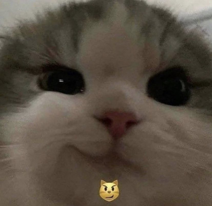 Buenos dias, pasen su foto/meme de gato favorito
