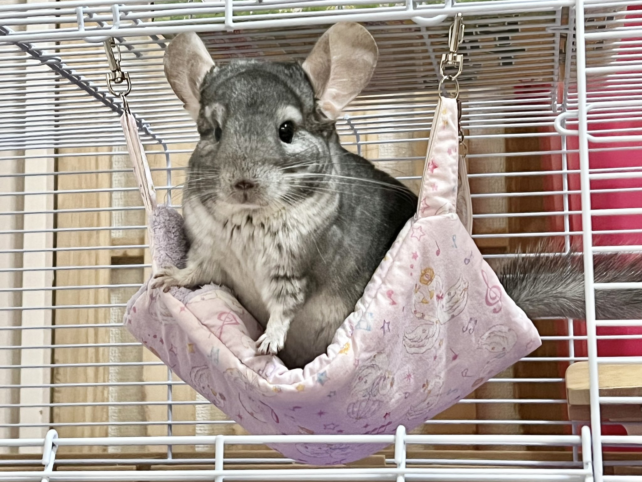 超可爱 ○全て未使用品・匿名配送○ロイヤルチンチラ 飼育用品と雑貨の