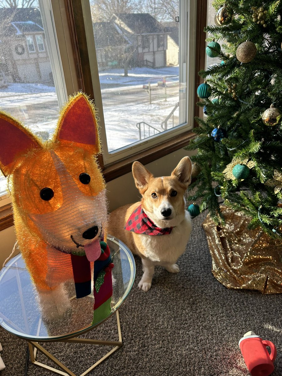 classywheniwant's tweet photo. @PAVGOD This is Kevin, and Lesser Kevin the Christmas Corgi https://t.co/loynGbq1rh