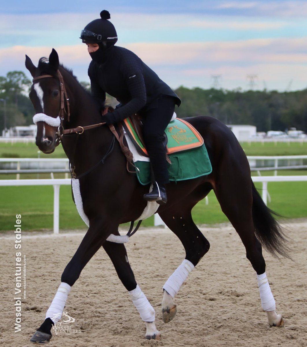 SarahHorsegirl's tweet photo. Happy Friday from Ginettes On Fire ( Always Dreaming- Congregation by Hold Me Back) #AlwaysDreamingFilly #GinettesOnFire #WasabiStables https://t.co/S7QbdLyzyC