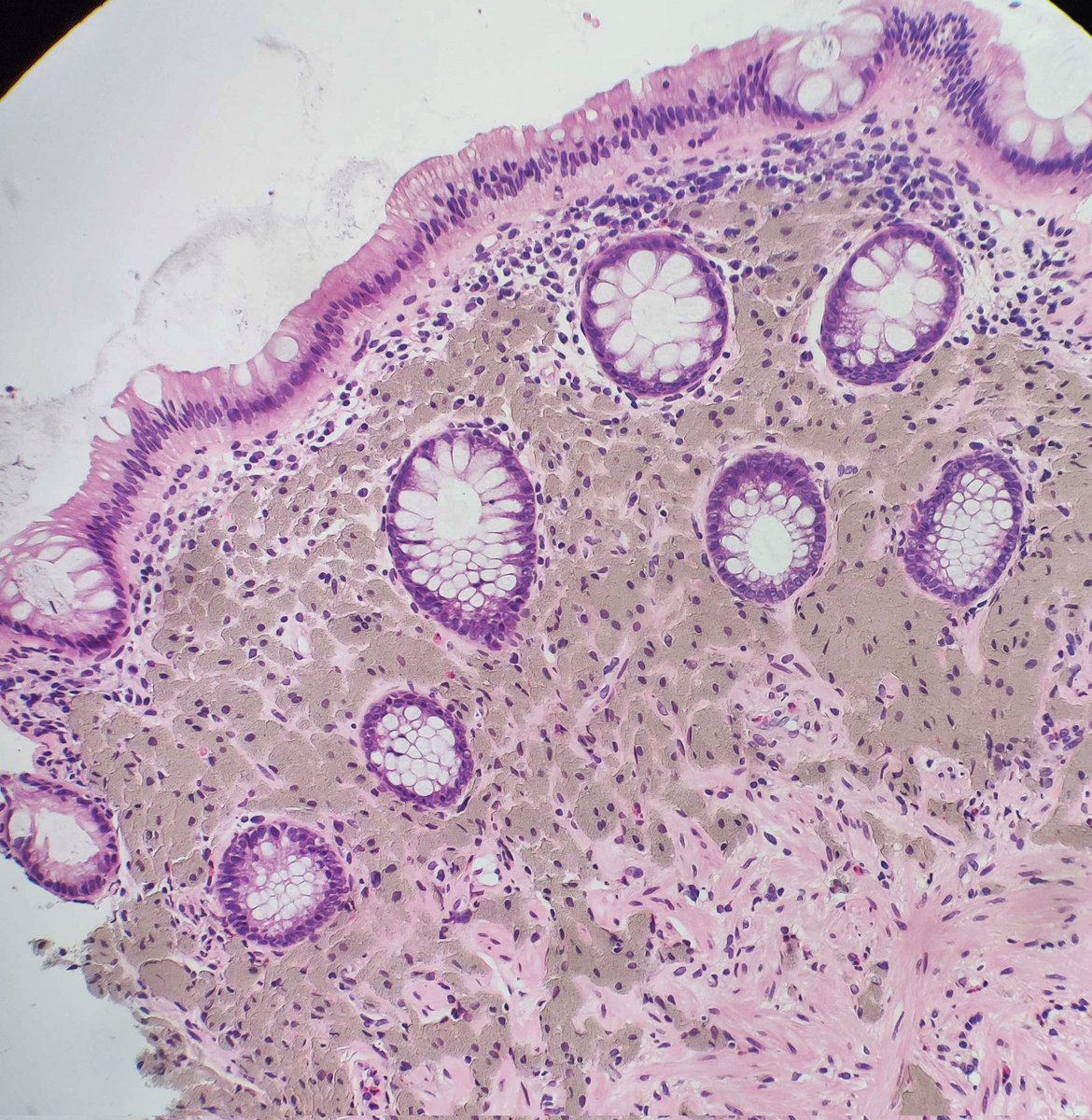 Laura G. Pastrián MD tweet media