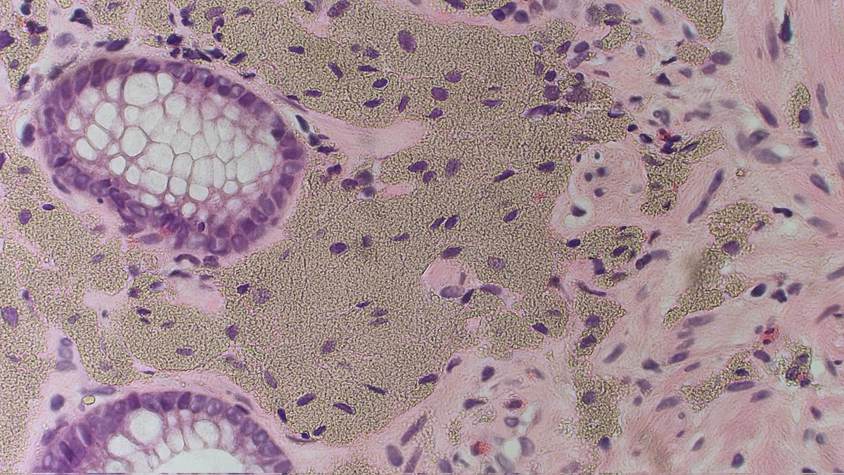 Laura G. Pastrián MD tweet media