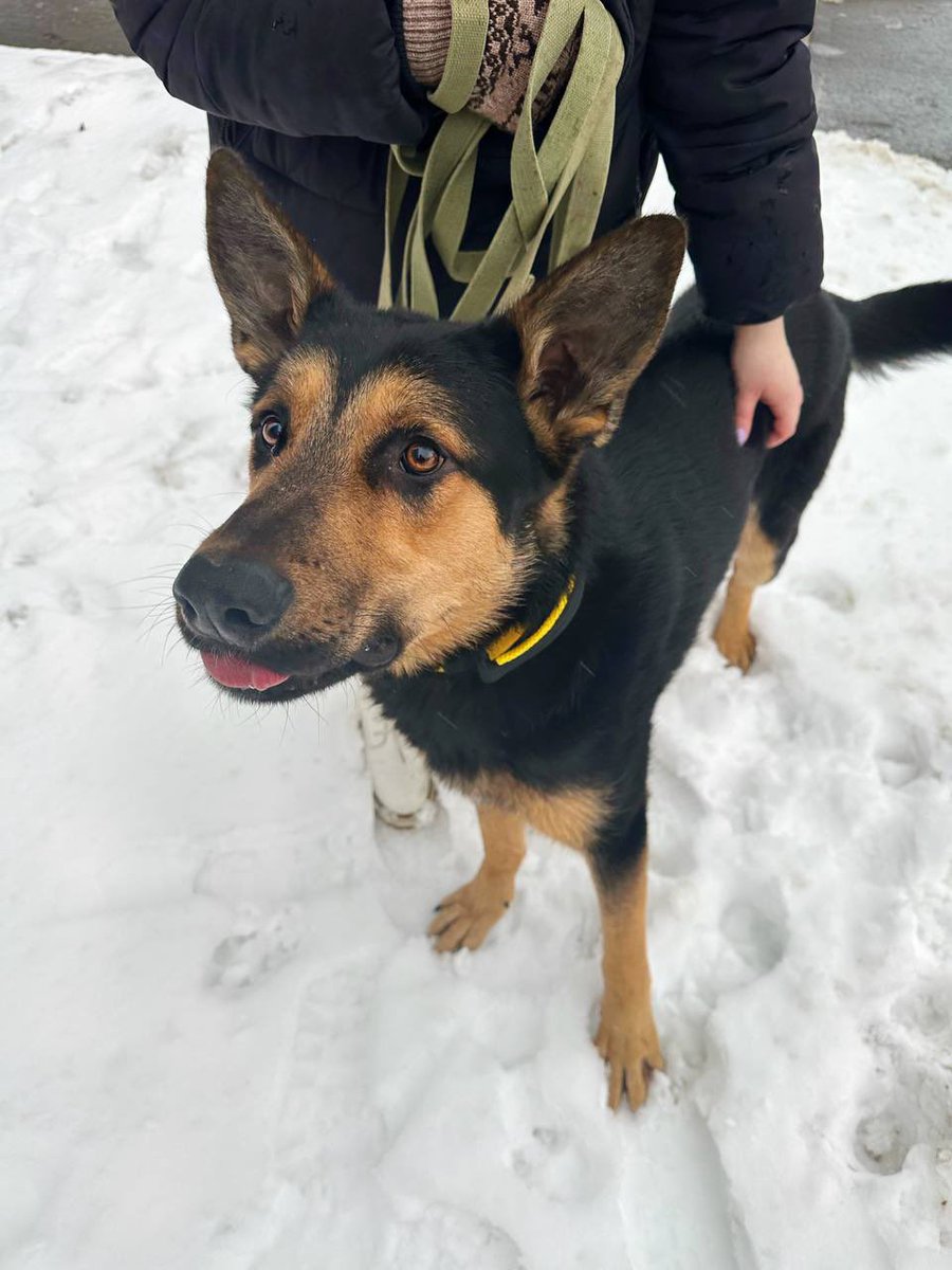 🆘🆘🆘🆘

САНКТ-ПЕТЕРБУРГ! И НЕ ТОЛЬКО!

МАЛЬЧИК ИГОРЬ ГРОМ ИЩЕТ НОВЫХ ЛЮБЯЩИХ ХОЗЯЕВ!

ПОМОГИТЕ РЕПОСТОМ, ПОЖАЛУЙСТА

ниже вся информация будет о нем 💜