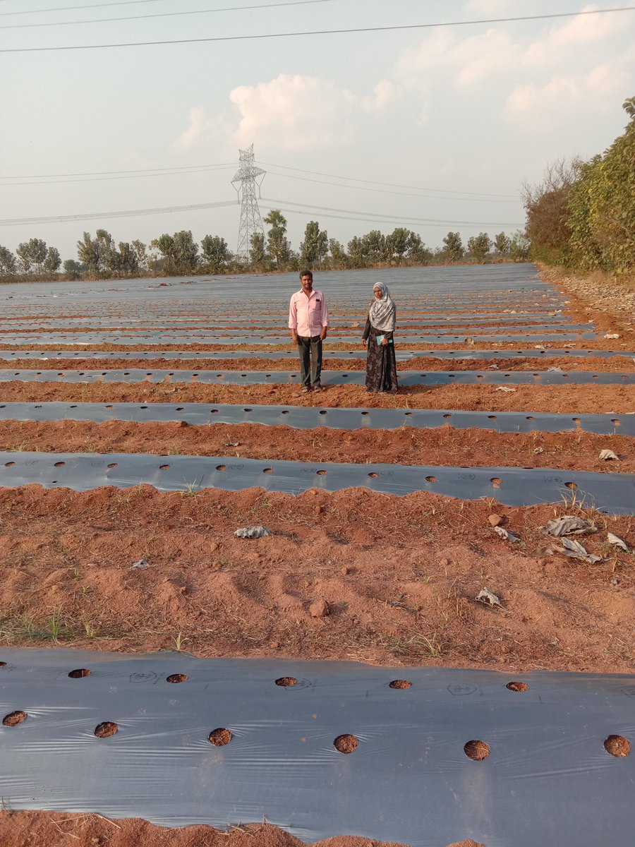 Horti_Athmakur's tweet photo. Today inspected Vegetable Mulchng, Oilpalm plantation field's at Athmakur Mothkur mandal and suggested remedial measures to the farmer @Collector_YDR @ACLB_Yadadri @DYadadri https://t.co/ZnUbAPQH13
