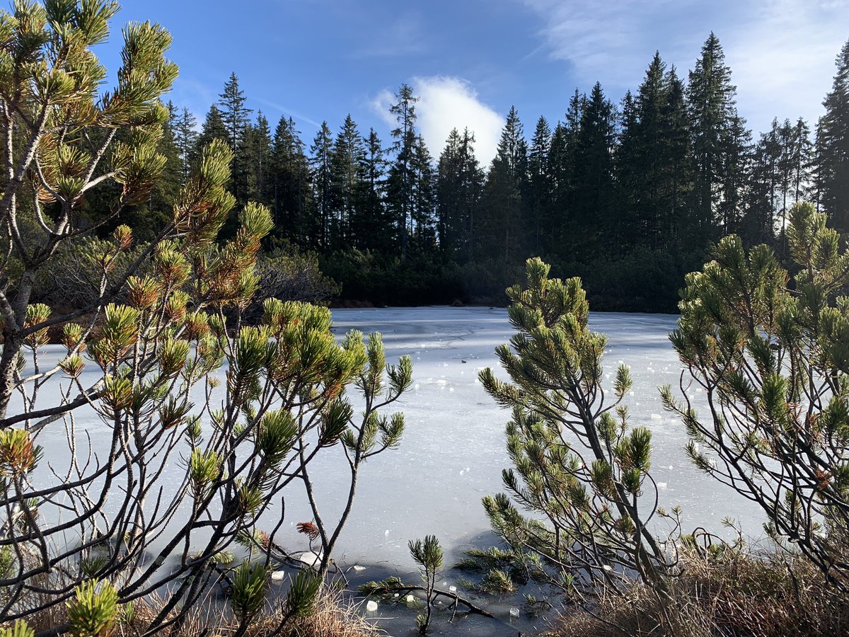 Marketa_Vozkova's tweet photo. Modrava —> Tříjezerní slať … krása pro dnešní den
#Šumava #welovesumava #nature #1000hoursoutside #Czechia https://t.co/qqdCEcrb1x