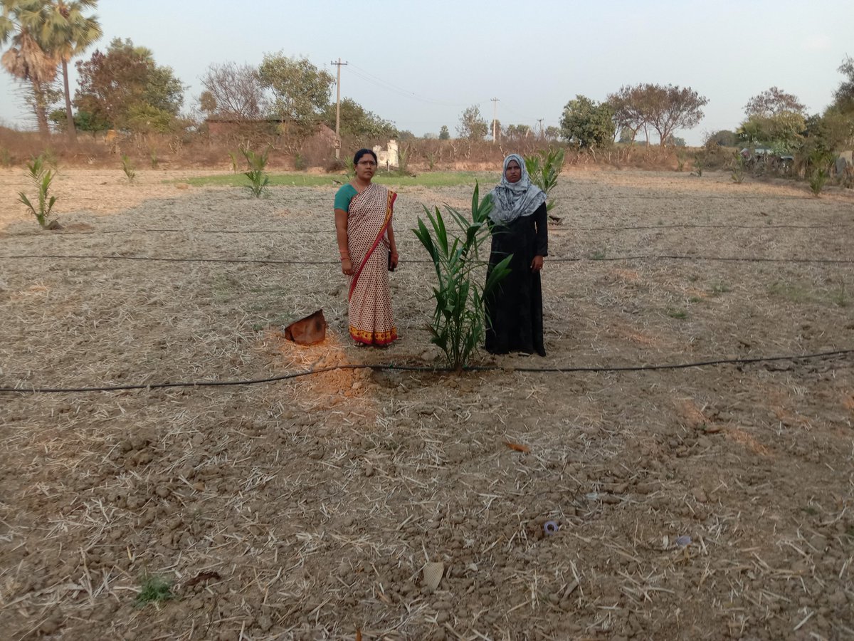 Horti_Athmakur's tweet photo. Today inspected Vegetable Mulchng, Oilpalm plantation field's at Athmakur Mothkur mandal and suggested remedial measures to the farmer @Collector_YDR @ACLB_Yadadri @DYadadri https://t.co/ZnUbAPQH13