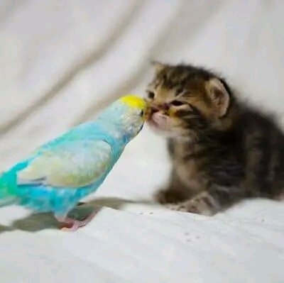 Tiofelino's tweet photo. Hilo de gatitos y aves 🐱🐦 https://t.co/J2CeeSzF2e