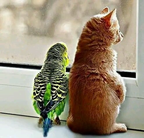 Tiofelino's tweet photo. Hilo de gatitos y aves 🐱🐦 https://t.co/J2CeeSzF2e