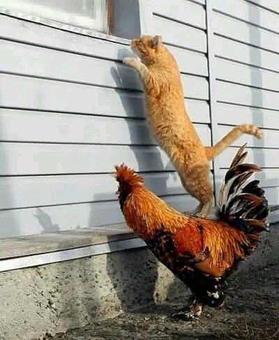 Tiofelino's tweet photo. Hilo de gatitos y aves 🐱🐦 https://t.co/J2CeeSzF2e