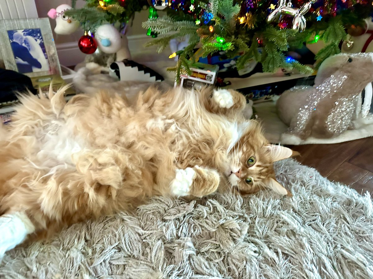 Gizmo is trying to blend in with Mr Walrus as one of the tree guardians. The decorations he’s “guarded” onto the floor are not convinced 😹😹🦁🦁 #jellybellyfriday #teamfloof #CatsOfTwitter