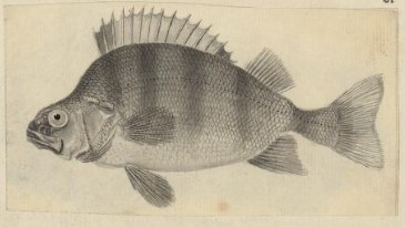 c_duigan's tweet photo. Pennant's #Fish - From 'A Tour in Wales' (1773-76) by Thomas #Pennant a hunchback variety of #Perch from Llyn #Rathllyn #Festiniog #naturalhistory #Wales #FridayFish #strangefish #sciart #illustrationart 
Explore online @NLWales: https://t.co/8VPH9Ide9o https://t.co/XVvlrtwHGG