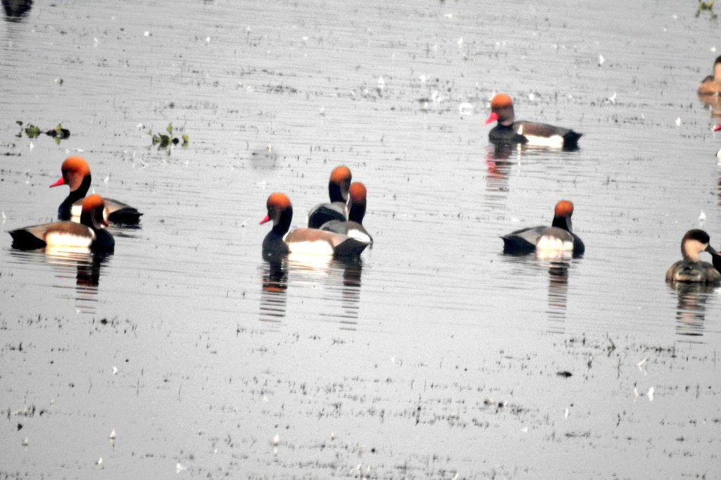 rahulmukesh's tweet photo. Red crested pochard
Jagatpur lake bhagalpur
#natgeo #Discovery #indiaves @DEFCCOfficial @vgds_dolphin #vgds @birdcountindia @MerlinBirdID @orientbirdclub @SIBirdClub @wii_india @WCT_India https://t.co/QhQD336I3J