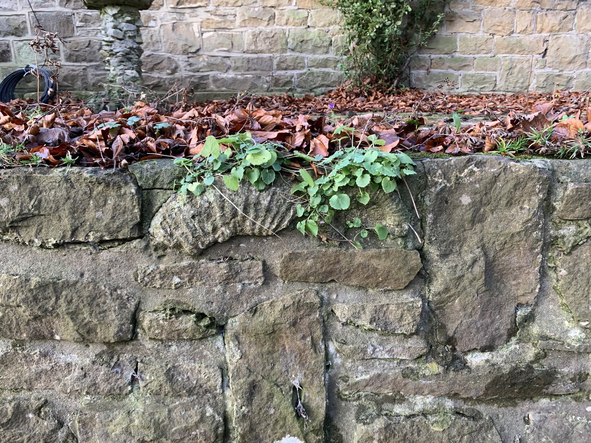 #urbangeology for #fossilfriday from Swindon Old Town Gardens, yesterday. Locally quarried Tithonian Portland Stone, famed for its ammonites. #wgcgontour