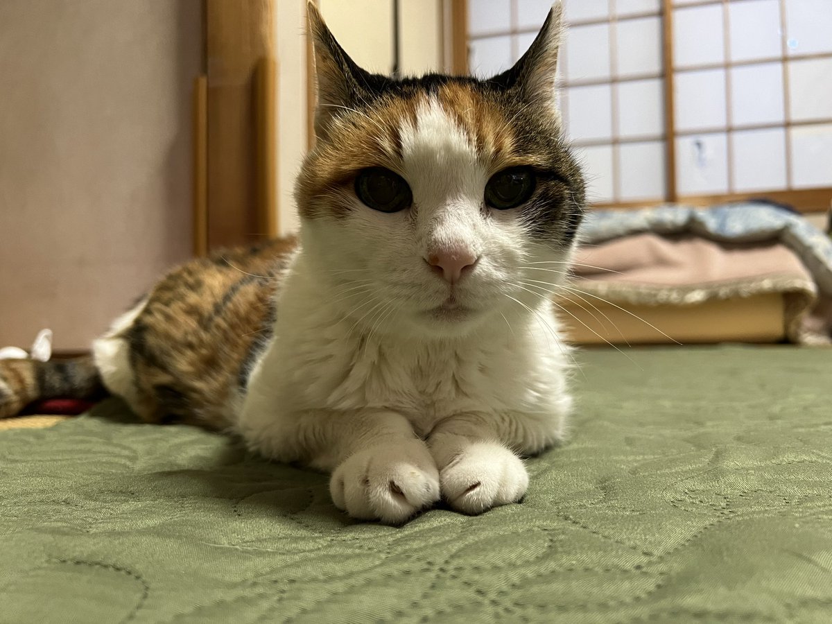 momo_koge's tweet photo. すっかり年の瀬。
１年間、あっという間でした。

今年は本当に辛いことが続きです。
もう実家に帰っても、あの子はいないのだなと思うたびに、何故��日が経つにつれて実感が強まり、辛いです。

父がずっと、こんなに辛いなら飼わなきゃ良かった、と泣いてるそう。
私もずっと写真を見てしまう。 https://t.co/q5af2K1dGu