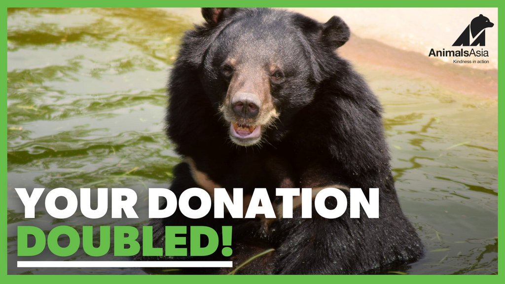 AnimalsAsia's tweet photo. Hurry, the chance to DOUBLE your donation for the last bile bears in Vietnam ends tomorrow! Help us build a hospital so we can fix their broken bodies once we've brought them home to our new sanctuary ๐ค https://t.co/KrMkwlWJY6 #Bear #AnimalHospital #MatchDonation #DoubleImpact https://t.co/4fyKKz5SXA