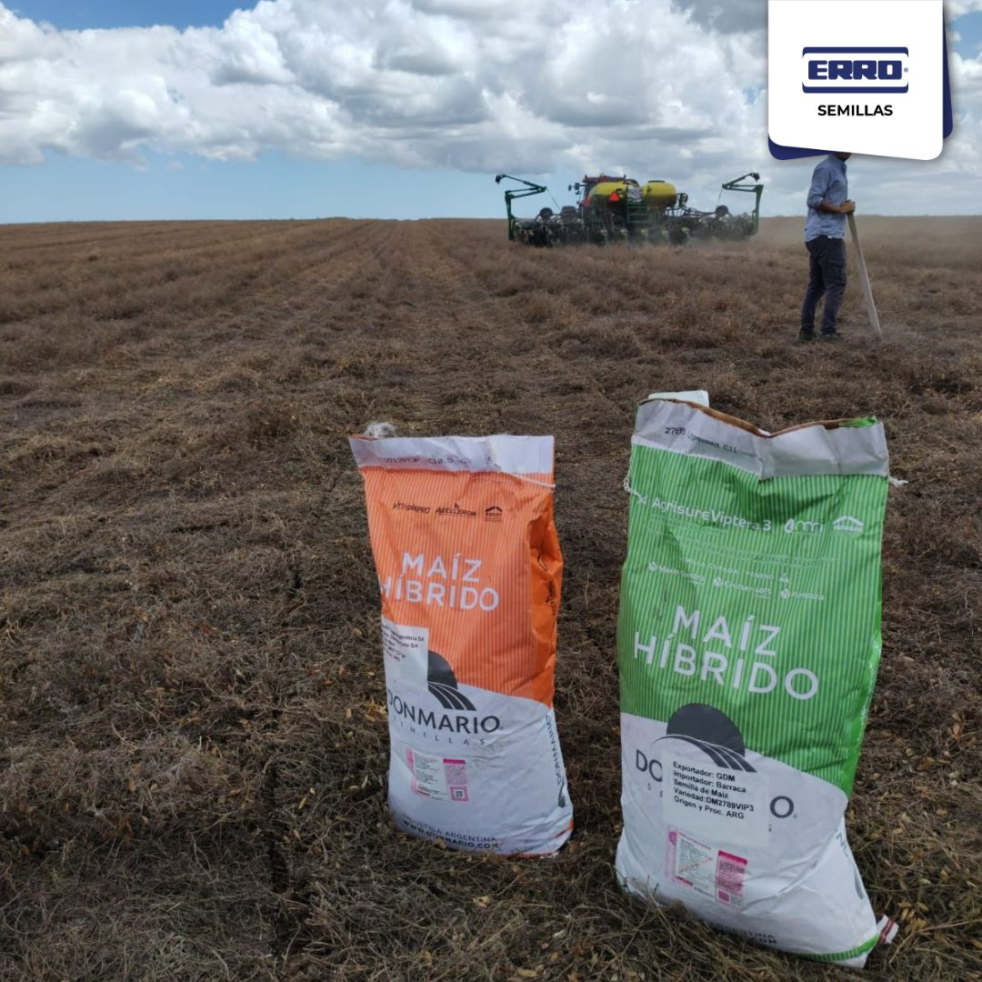 Ensayo de maíz Don Mario, evaluando nuevos híbridos, tecnología VT3Pro - Vip3 - Trecepta. Zona San bautista, Canelones. 
Cultivo antecesor vicia, apostando al agua del fin de semana. 
#DonMarioTambiénEsMaiz