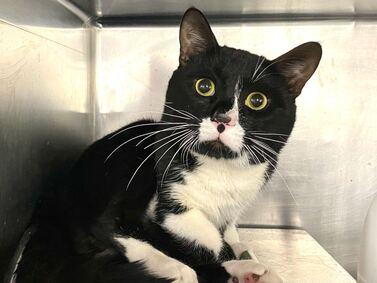 DubJH1009's tweet photo. https://t.co/AHeU2SMlbX #PleaseHelpNow #DoSomething #MustBeSavedASAP #Critical #SOS #nyc #cats https://t.co/sygmCUVAwk