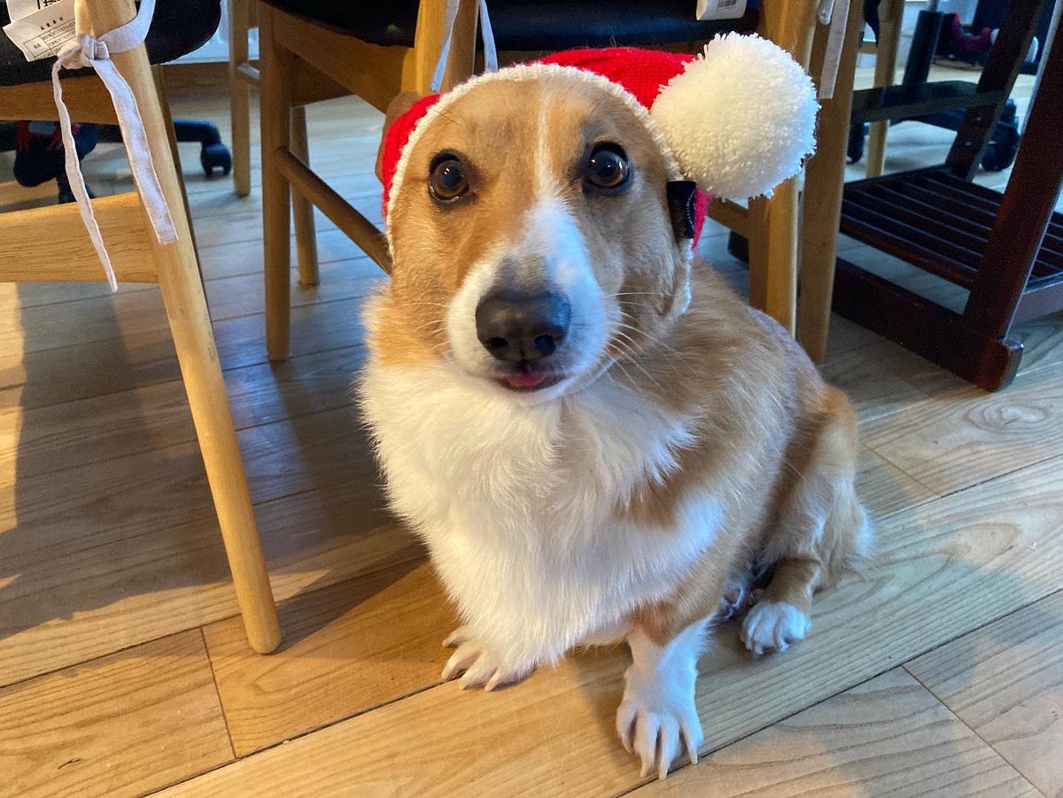 LinaLaLa77's tweet photo. Found this super adorable hat for Guts. He’s not a fan but will tolerate it if he can get some snacks.
#gutsthecorgi #welshcorgi #コーギー #willworkforsnacks https://t.co/zGnPbok7J1