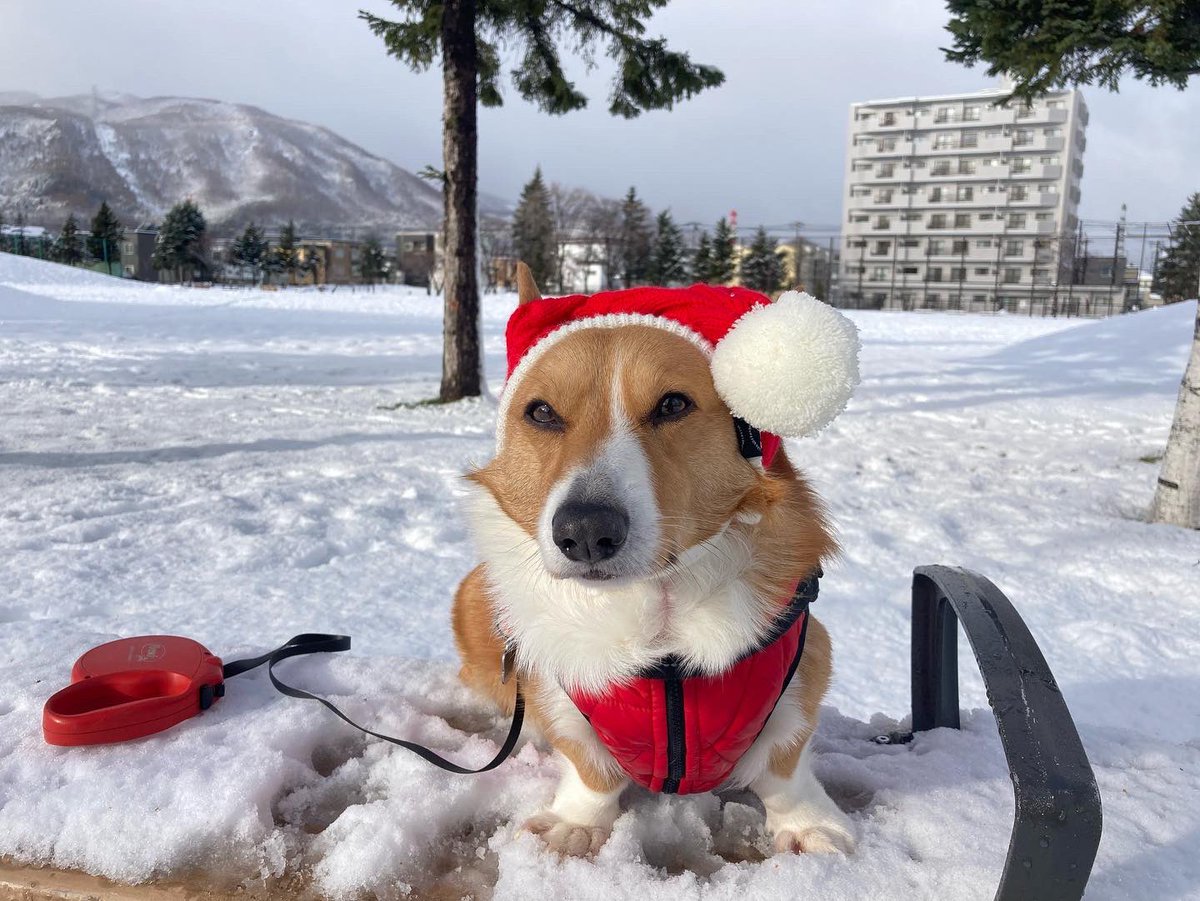LinaLaLa77's tweet photo. Found this super adorable hat for Guts. He’s not a fan but will tolerate it if he can get some snacks.
#gutsthecorgi #welshcorgi #コーギー #willworkforsnacks https://t.co/zGnPbok7J1