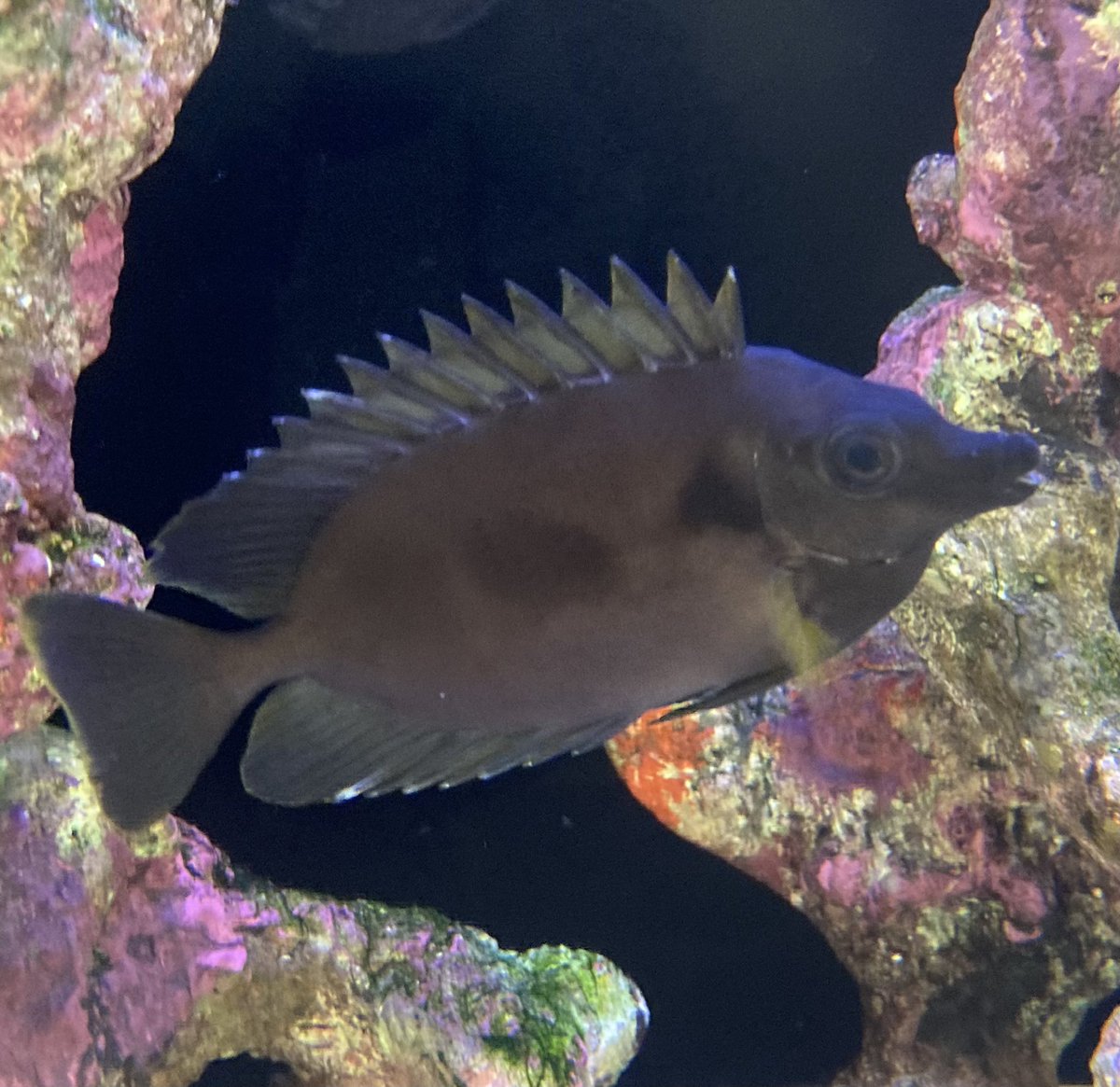 basabei's tweet image. ブラックフォックスフェイス

南太平洋に生息する黒いヒフキアイゴ。
体色は気分次第で濃淡に差が出ます。
ロストラタンの様に漆黒になれば更に
カッコ良いです。
今年の締めの魚になりました。