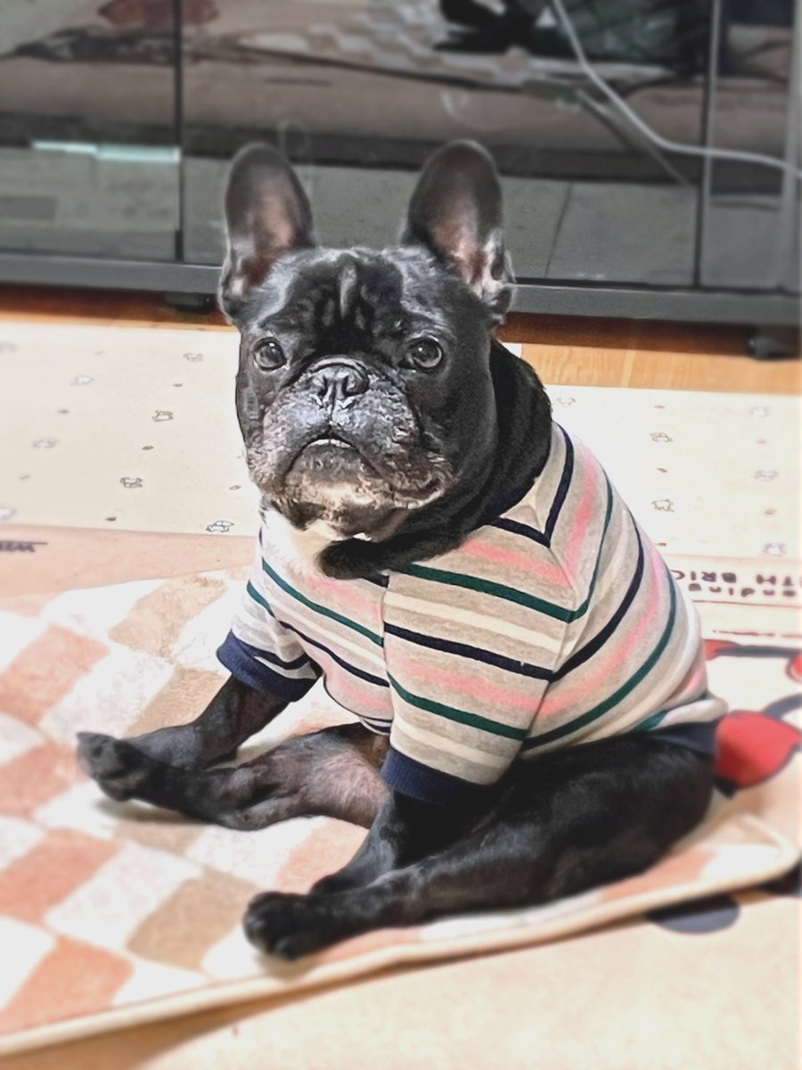 daizutotenten's tweet photo. こんばんは( ◔︎㉦◔︎ )🐾

#フレブル #フレンチブルドッグ 
#いぬのきもち #おすわり https://t.co/sGOGjY9uV8