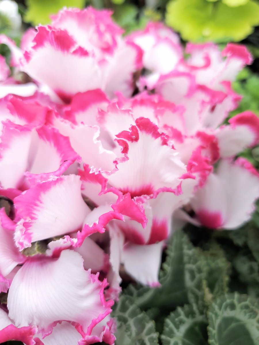 mayu_r729 tweet picture