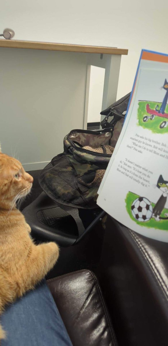 LokiTheMayor's tweet photo. Do you read?? 
Mommy reads me @PeteTheCat stories when I'm sad, scared or need a little distraction! 
#CatsOnTwitter #CatsofTwittter #petethecat https://t.co/GGzTpt9rQ7
