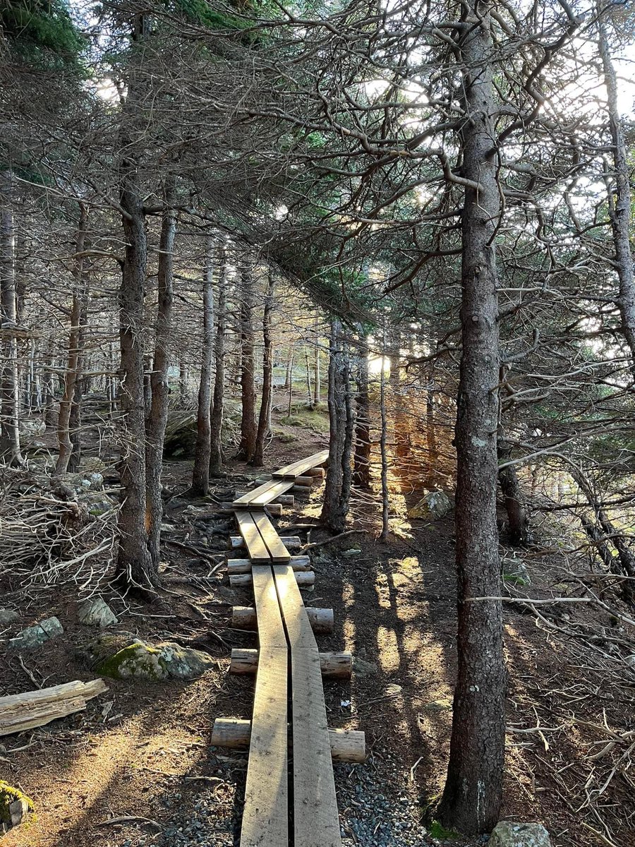 “I took a walk in the woods and came out taller than the trees.”
— Henry David Thoreau 

Happy Friday … here’s to the last Friday of 2022!

📍 Long Shore Path, @EastCoastTrail @TownofCBS, Newfoundland and Labrador

#ExploreNL #DiscoverNL #HikeNL #ECTLove #TangledRoots #IgniteNL