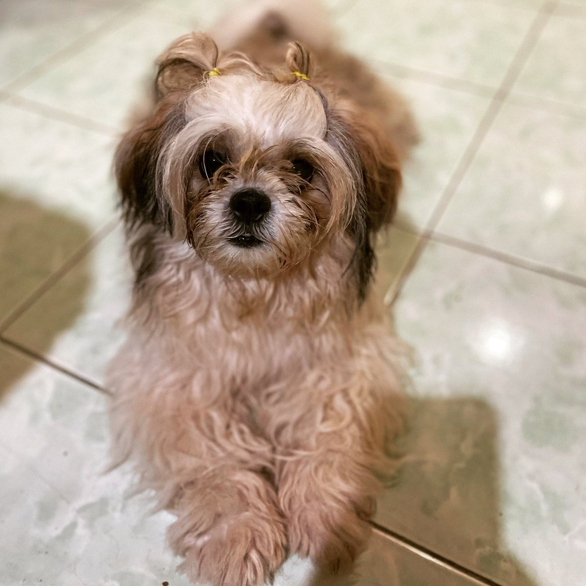 death327's tweet image. Gwapa ka dai? Pungson ta na gid pirmi kay kaguwapa sa imo kung nakapungos. 🐶🐶🐶💕💕💕 #furbaby #1of4 #furdaddy #aira