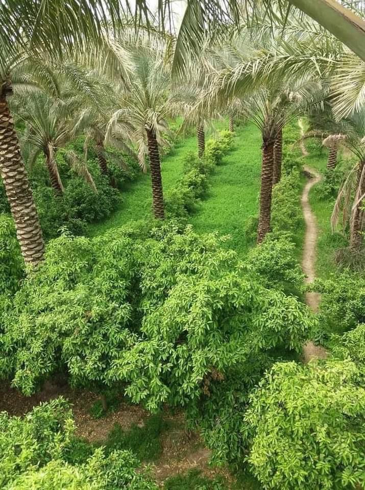 FouadAlsunni's tweet photo. ومع اخر جمعة لهذا العام،كل الاماني والامال ان تكونوا قد حققتم مااستهدفتموه بداية العام، وان صغتم ما تريدون تحقيقه للعام ٢٠٢٣ على المستوى الشخصي والعائلي وفي دائرة المجتمع والمحيط الاكبر،مستوى الوطن،من خلال ما تدرسوه ومارسوه في وظيفتكم ومع محيطكم.جمعتكم طيبة مقبولة وعام اخضرسعيد https://t.co/XcCPwwmdzb