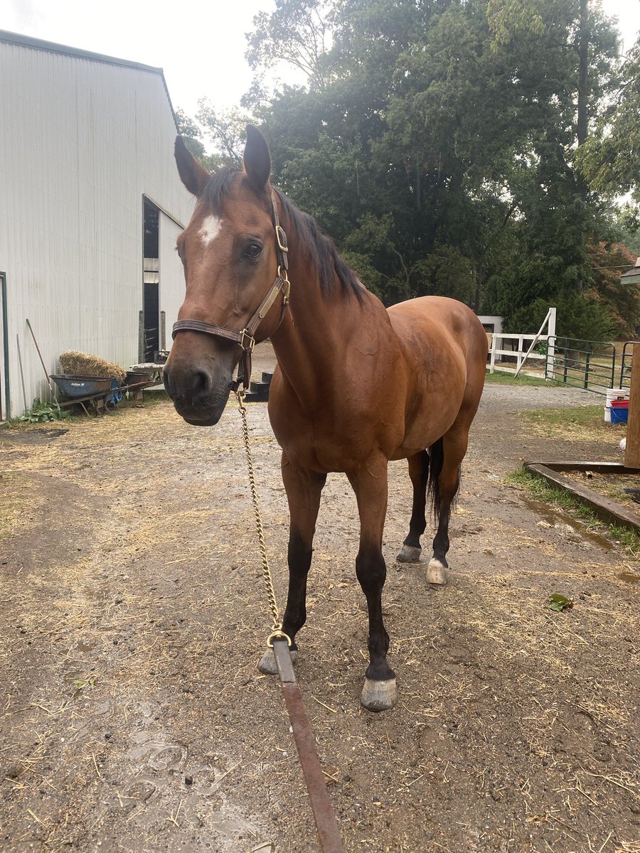 SaraMarriott8's tweet photo. @FrankieIsBanned in case you struggle to find a Z, here’s Zarco, 19yr old KWPN and ex-international grand prix horse https://t.co/fWOO0S5H5C