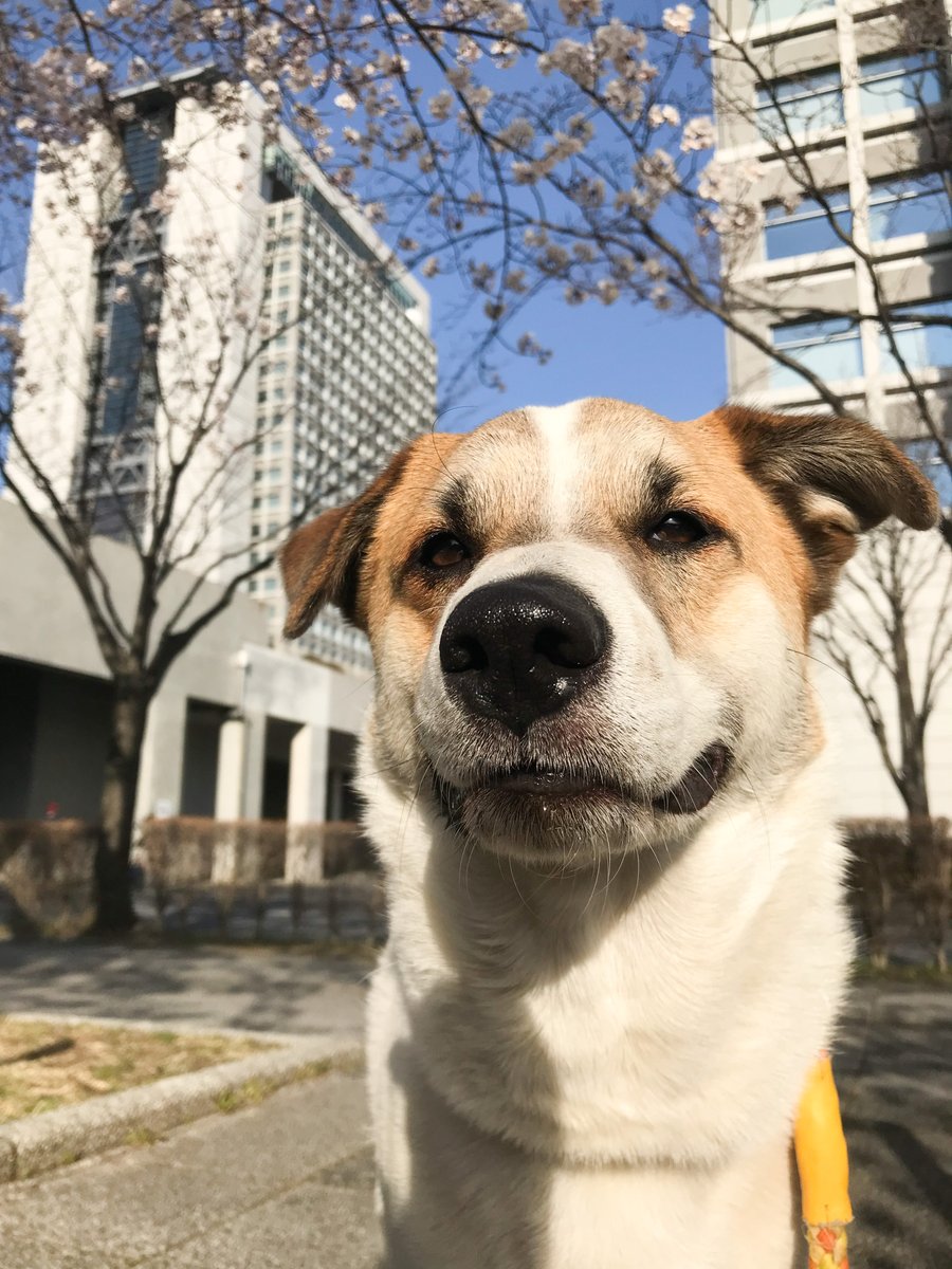 メメ(・-・メ)🍆⛵️🍙と犬🐶🌈 tweet media