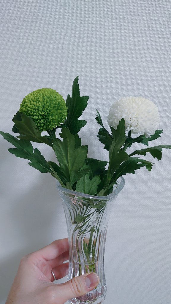 ポンポン菊 Twitter Search Twitter
