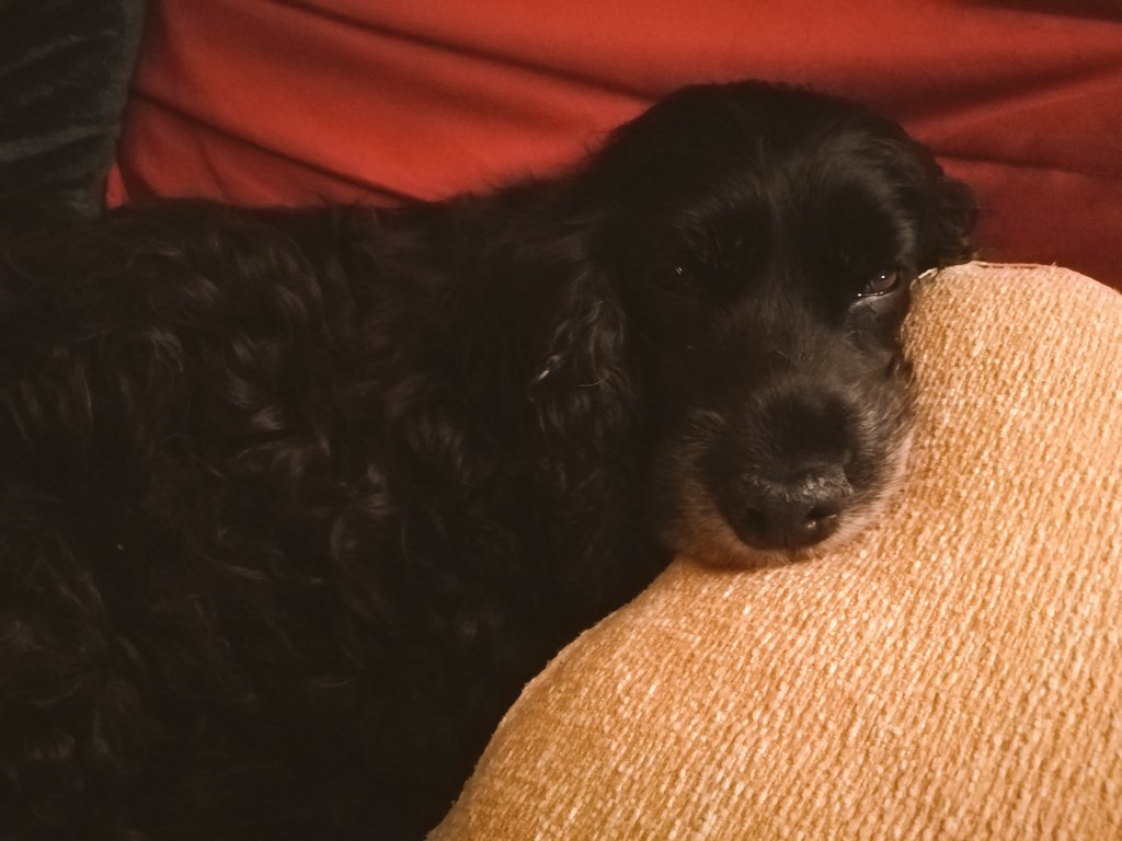 dilatado_pupilo's tweet image. Tan agustito... #MyGinger...